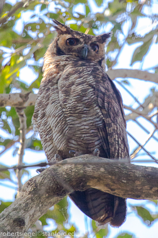 great horned owl